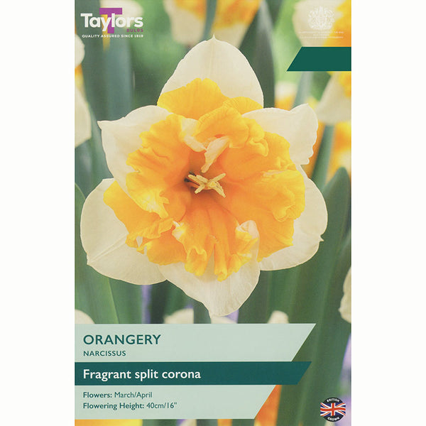 Narcissus ‘Orangery’ Daffodil (5 Bulbs)
