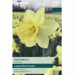 Narcissus ‘Pastorale’ Daffodil (7 Bulbs)