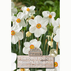 Narcissus ‘Pheasant’s Eye’ Daffodils