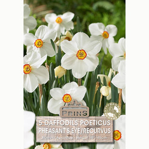 Narcissus ‘Pheasant’s Eye’ Daffodils