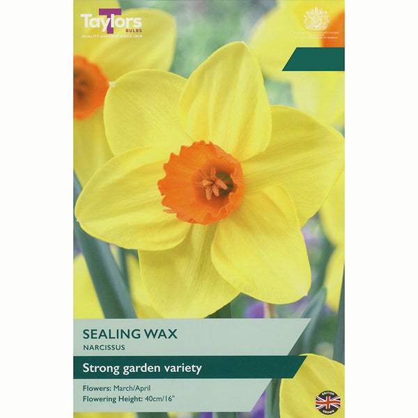 Narcissus ‘Sealing Wax’ Daffodil (7 Bulbs)