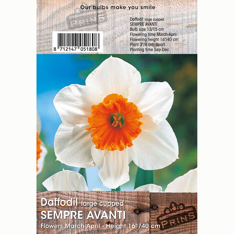 Narcissus ‘Sempre Avanti’ Daffodils