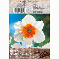 Narcissus ‘Sempre Avanti’ Daffodils