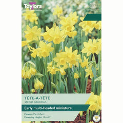 Narcissus 'Tête-à-tête’ Daffodils (18 bulbs)