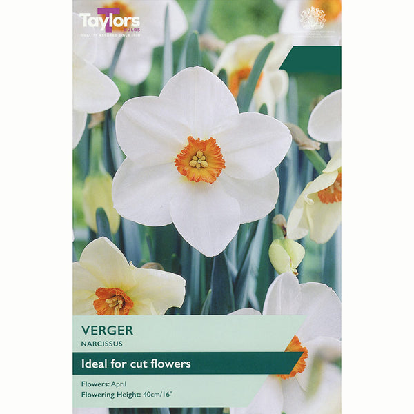 Narcissus ‘Verger’ Daffodil (6 Bulbs)