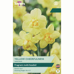 Narcissus ‘Yellow Cheerfulness’ Double Daffodil (6 Bulbs)