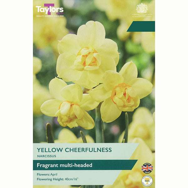 Narcissus ‘Yellow Cheerfulness’ Double Daffodil (6 Bulbs)