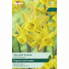Narcissus ‘Yellow Ocean’ Daffodil (8 Bulbs)