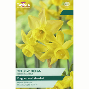 Narcissus ‘Yellow Ocean’ Daffodil (8 Bulbs)