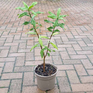 Daphne bholua 'Jacqueline Postill' (3-Litre Pot)