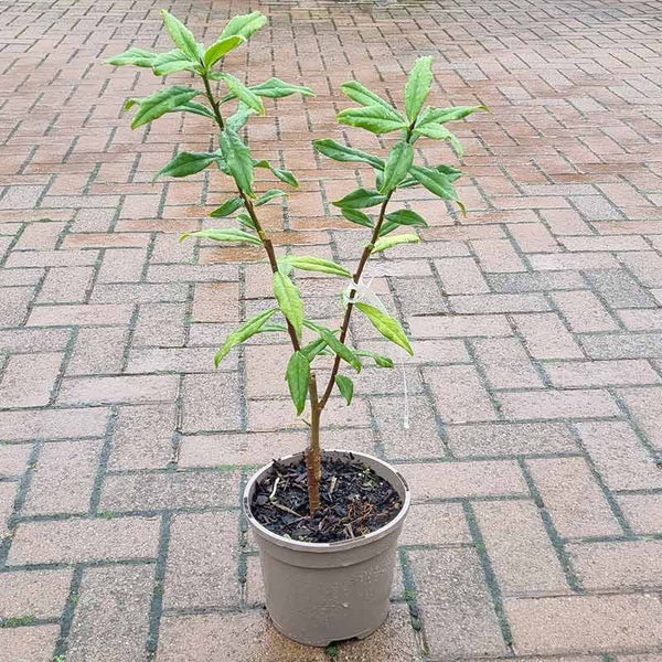 Daphne bholua 'Jacqueline Postill' (3-Litre Pot)
