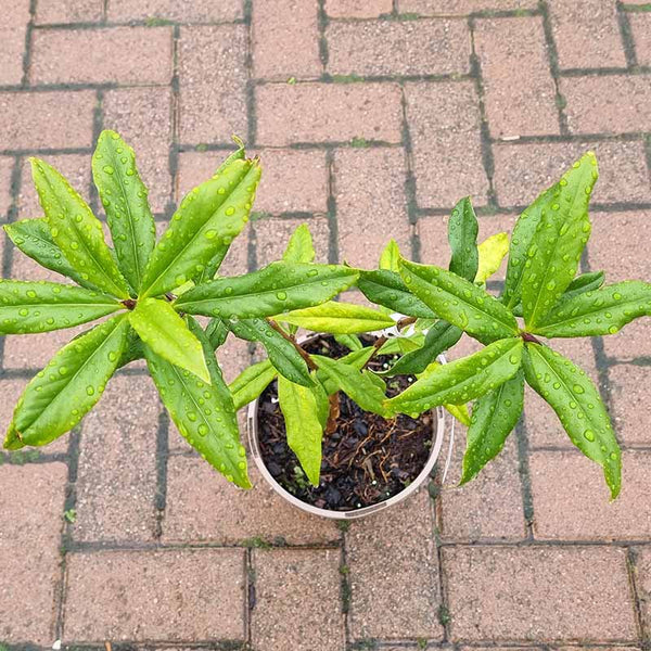 Daphne bholua 'Jacqueline Postill' (3-Litre Pot)