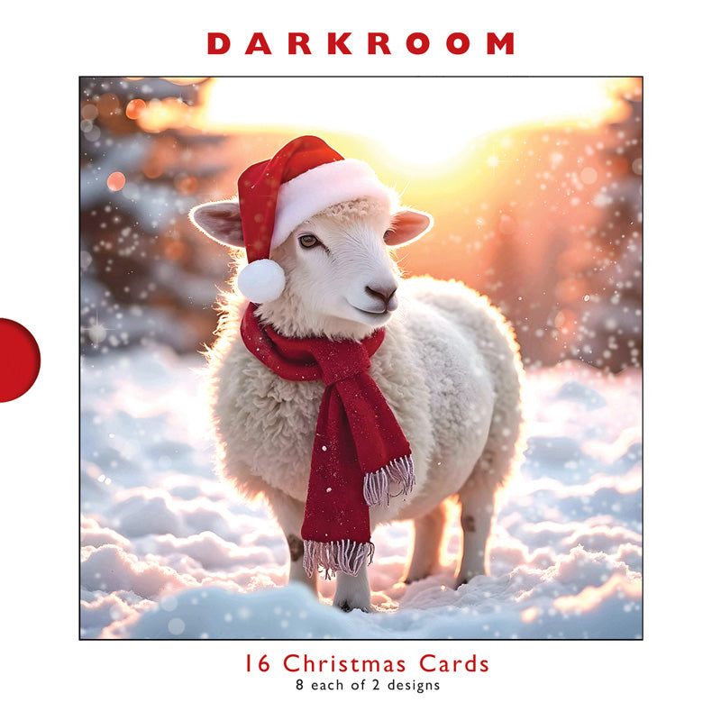 Darkroom Christmas Sheep Cards (Pack of 16)