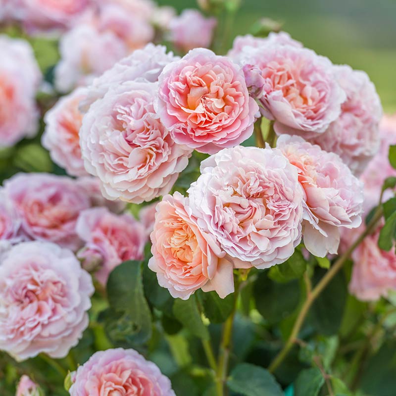 David Austin Eustacia Vye English Shrub Rose