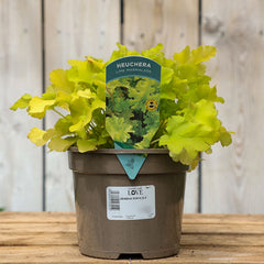 Heuchera ‘Lime Marmalade’ (2-Litre Pot) image 0
