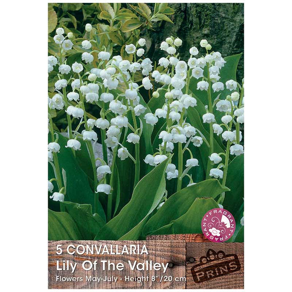 Convallaria Majalis "Lily of the Valley" (5 bulbs) image 0