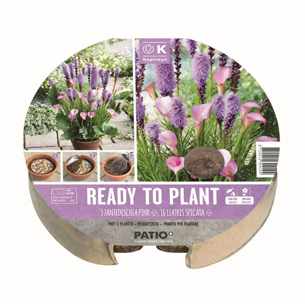 Ready to Plant Zantedeschia Pink & Liatris Spicata 24cm/9.5″ (19 bulbs) image 0