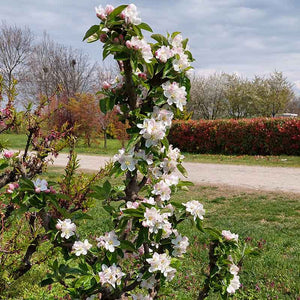 Malus ‘Hannah’ Dwarf Apple Tree (5.5-Litre Pot) image 2