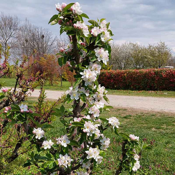Malus ‘Hannah’ Dwarf Apple Tree (5.5-Litre Pot) image 2