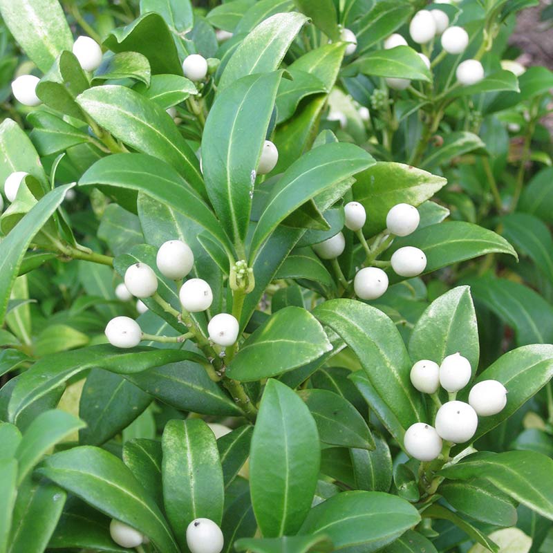 Skimmia japonica 'Kew White' (f) (3-Litre Pot) image 0