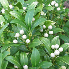 Skimmia japonica 'Kew White' (f) (3-Litre Pot) image 0
