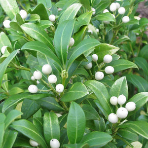 Skimmia japonica 'Kew White' (f) (3-Litre Pot) image 0