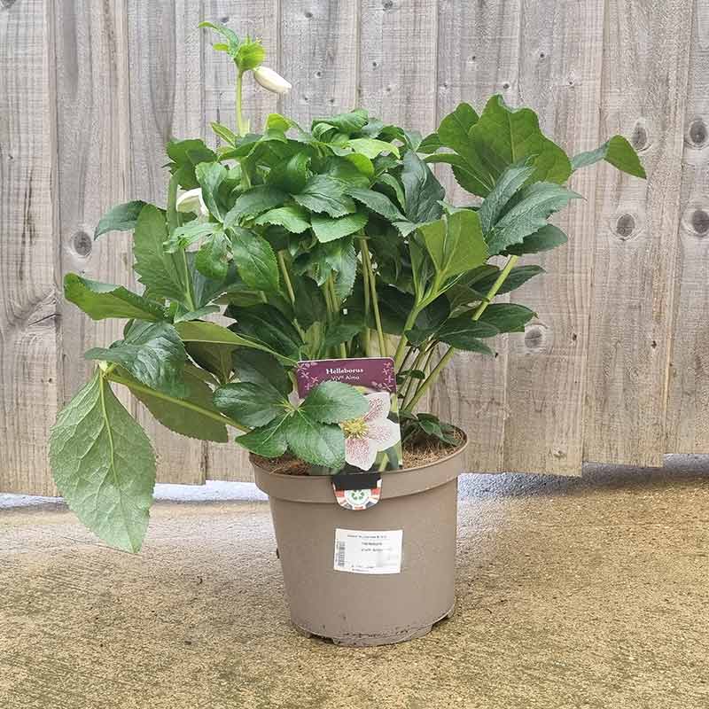Hellebore ViV® Alma (4-Litre Pot) image 0