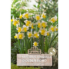 Narcissus 'Golden Echo' (10 bulbs) image 0