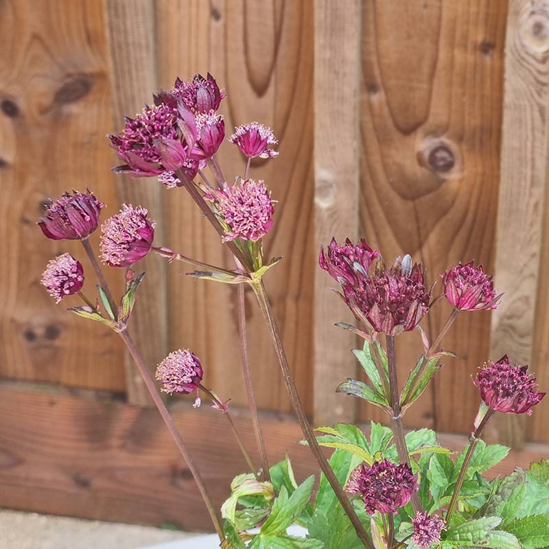 Astrantia 'Sparkling Stars Red' (3-Litre Pot) image 0