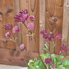 Astrantia 'Sparkling Stars Red' (3-Litre Pot) image 0
