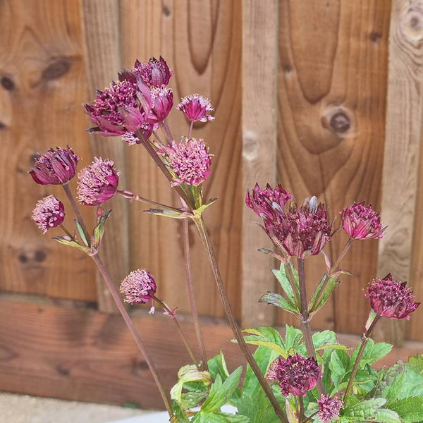 Astrantia 'Sparkling Stars Red' (3-Litre Pot) image 0