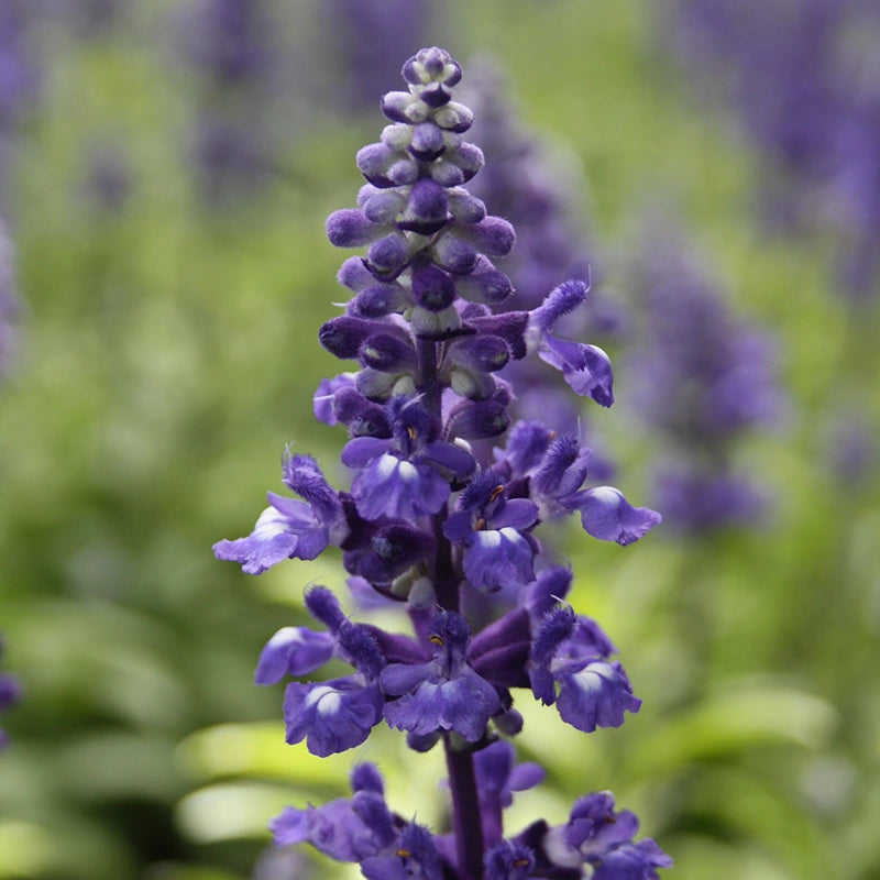Salvia 'Velocity Blue' image 0