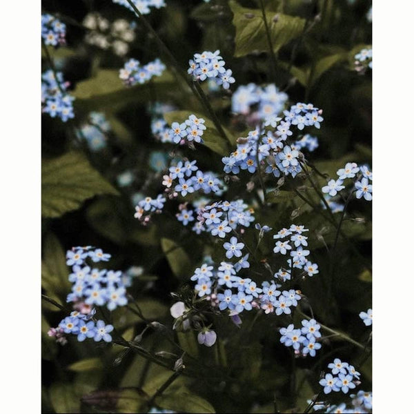 Forget Me Not Native Wild Flower Seeds (1 Packet) image 0