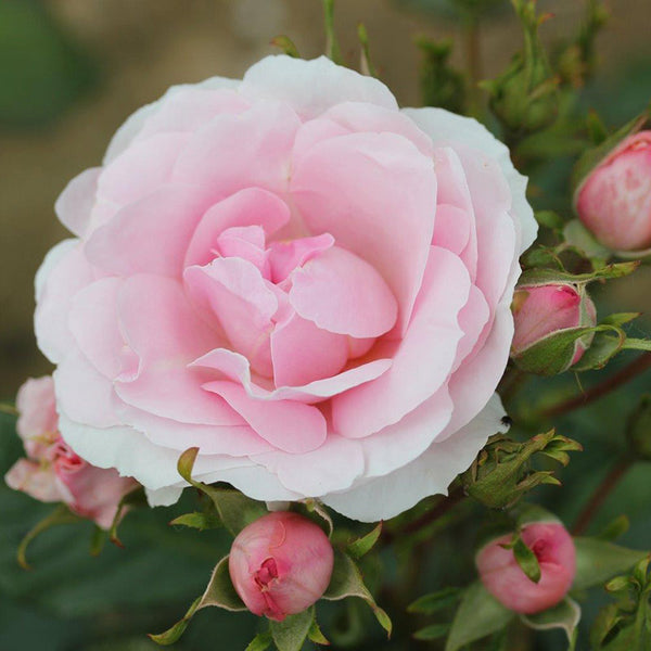Whartons Roses ‘Happy Silver Wedding’ Shrub Rose (3-Litre Pot) image 0
