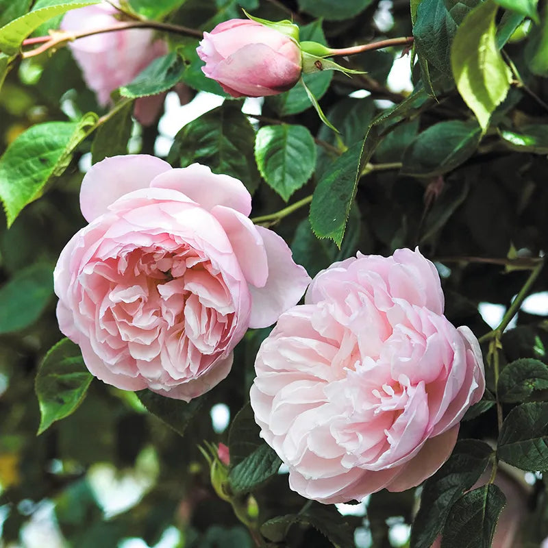 David Austin The Generous Gardener® English Climbing Rose (6-Litre Pot) image 0