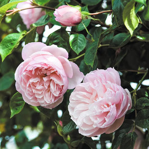 David Austin The Generous Gardener® English Climbing Rose (6-Litre Pot) image 0
