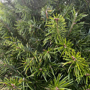 Needlefresh Sibirica Pot Grown Christmas Tree image 2
