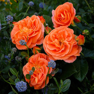 Whartons Roses ‘Mango’ Patio Rose (3-Litre Pot) image 0