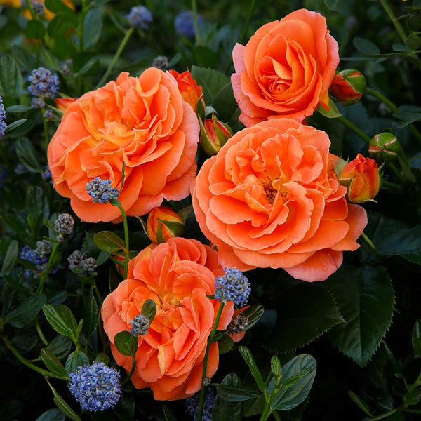 Whartons Roses ‘Mango’ Patio Rose (3-Litre Pot) image 0