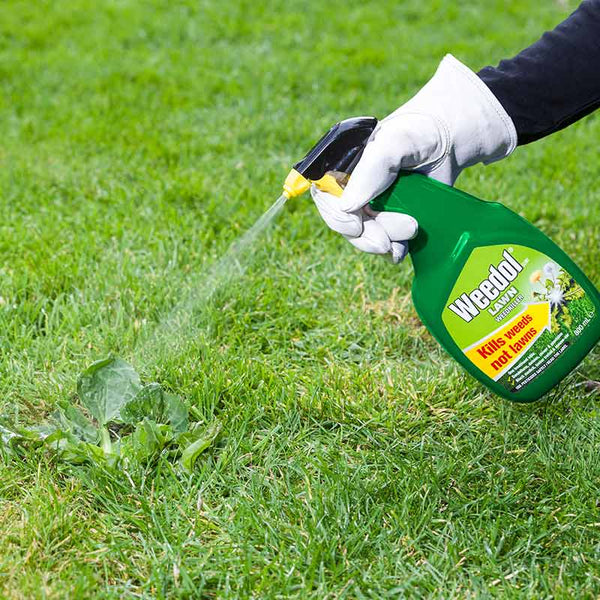 Weedol Ready to Use Lawn Weedkiller Spray (800ml +25% Extra Free) image 1