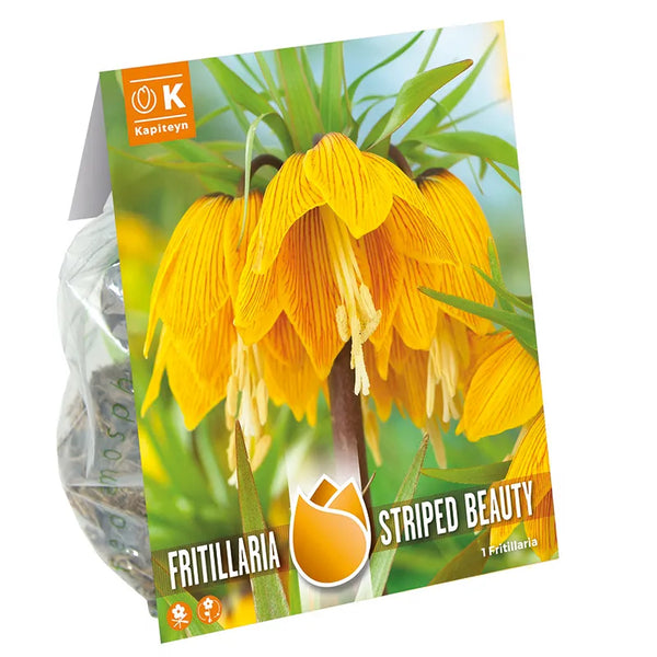 Fritillaria imperialis 'Striped Beauty' (1 bulb) image 0