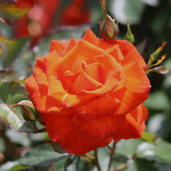 Whartons Roses ‘Burning Desire’ Shrub Rose (3-Litre Pot) image 0