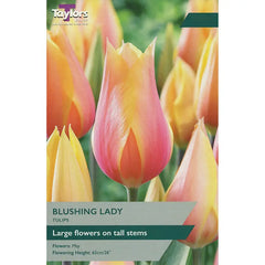 Tulip 'Blushing Lady' (6 Bulbs) image 0