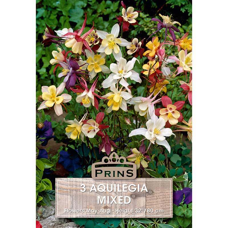 Aquilegia 'Mixed' (3 bulbs) image 0