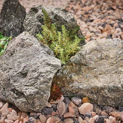 Altico Rockery Stone - Fern Green image 0