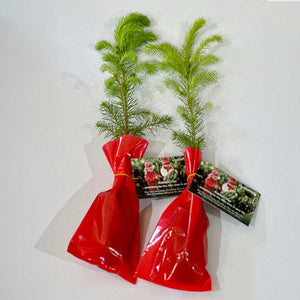 Needlefresh Norway Sapling Kidmas Tree image 1
