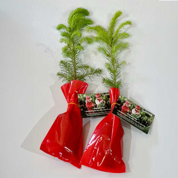 Needlefresh Norway Sapling Kidmas Tree image 1