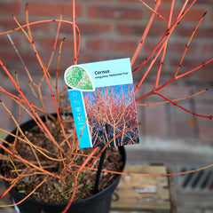 Cornus sanguinea 'Midwinter Fire' (3 litre pot) image 0