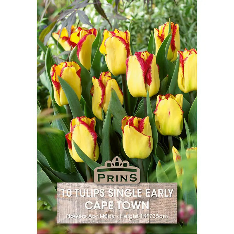 Tulip 'Cape Town' (10 bulbs) image 0