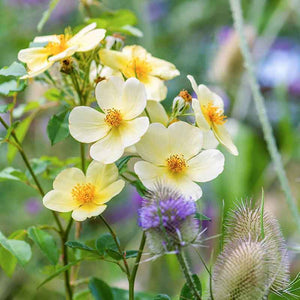 David Austin Tottering-by-Gently English Shrub Rose (6-Litre Pot) image 3